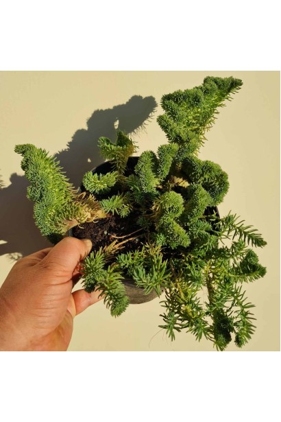 Очиток гірський Кристатум 3л/вис.10-15см/Ø5-10см/2р 